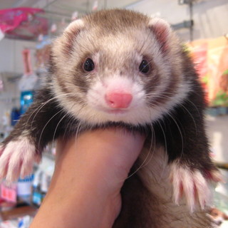 【一時中断します】仲良し兄弟2匹