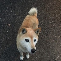 ラン