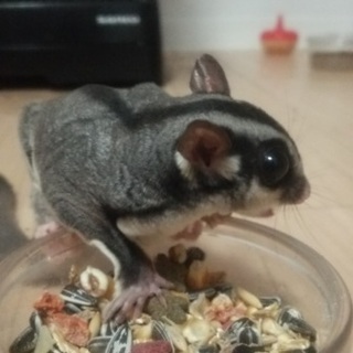 飼っていただけるあてが見つかりました。