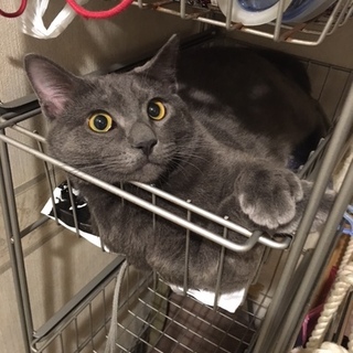 センターレスキューのハノイくん