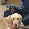 我が家に来て一カ月！