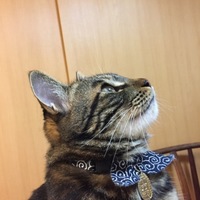 トラ