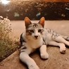 ひろcat