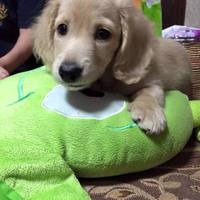 ショコラ