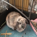 2歳のうさちゃん里親募集