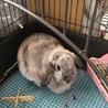 2歳のうさちゃん里親募集 サムネイル1