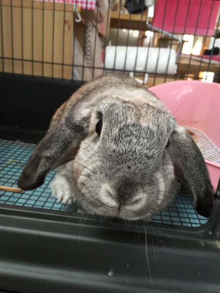 2歳のうさちゃん里親募集 サムネイル2