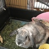 2歳のうさちゃん里親募集 サムネイル3