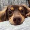 ひろぽんたん