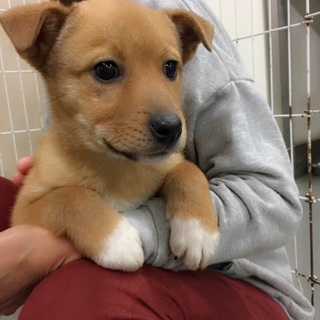 クリクリおめめの白ソックスがかわいい みきひさ君