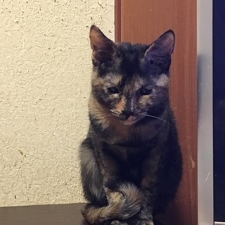 可愛いサビちゃん♡