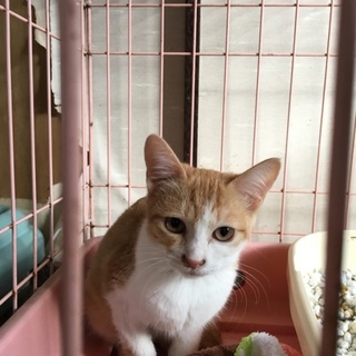 可愛い茶白ちゃん♡