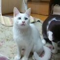 オドオドしてる白猫
