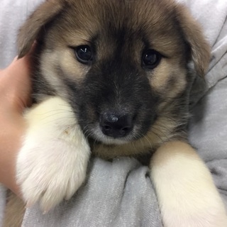 元気いっぱいしっぽフリフリトーチちゃん