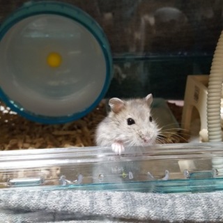 ブルーサファイア