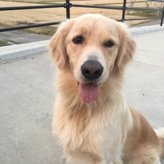 元気いっぱいなゴールデン  桃太郎くん