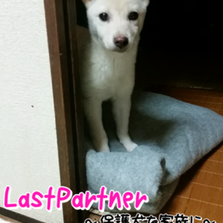 新しい家族が決まりました！