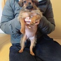 パグミックス  キャサリンちゃん