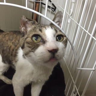 ドンちゃん♂☆里親決定しました！