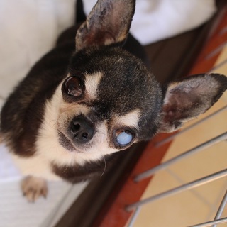 ドーピーちゃん♀　推定8才