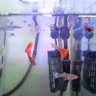 グッピー、コリドラスなど　大切に育てて下さる方