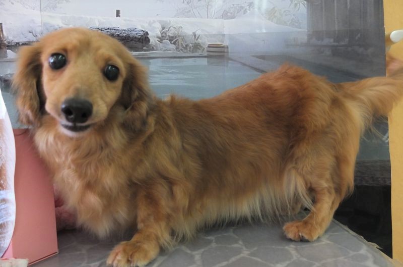 バッシュフルちゃん 推定7才 千葉県 犬の里親募集 ペットのおうち 月間利用者150万人