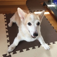 ティアラ