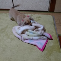 レア