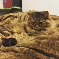 KIKI