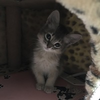ショコラ