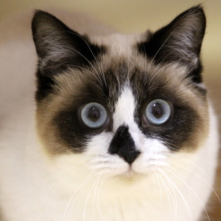 キュート！愛しの たぬきガール！？　