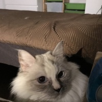 KOKO