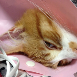 「襟ざべす」サムネイル2