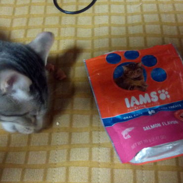 アメリカこのお土産、カリカリ大人しい～♥