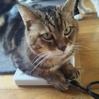 強面だけどとても穏やかな　なるとくん