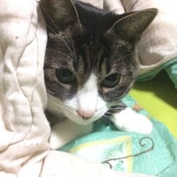 チビ
