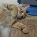 約５ヶ月さくらくん(^^)まだ決まってません。