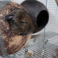デール