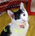 甘えっ子３兄弟＊翔馬・冬馬・颯馬を家族にしてね♪
