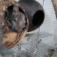 ミルク