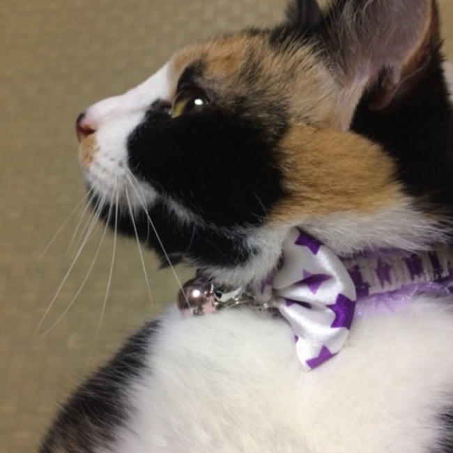 牡丹猫。のカバー写真