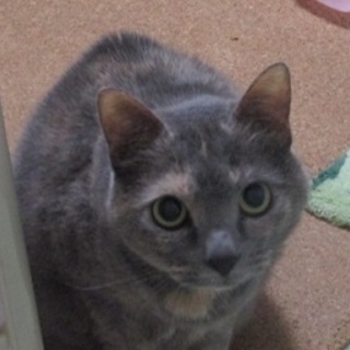 大きな落し物（愛護センター引取）大柄三毛猫「ぐみ」