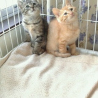 仲良し兄弟いつも一緒にいたいな