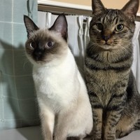 チャンドラ