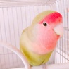 さーさー