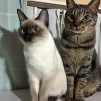 プーナム