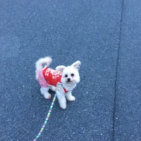 マリ