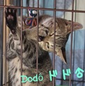返事猫ドドくん♪甘えるお膝が欲しいなぁ〜。