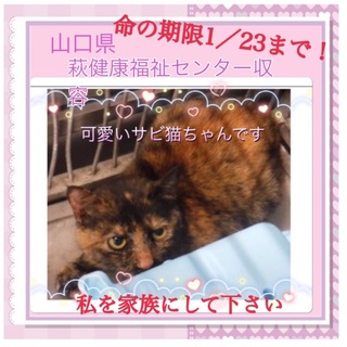 もう時間がない！！！サビ猫ちゃんを助けて＞_＜