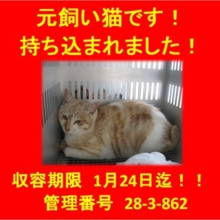 元飼いです！無責任な飼い主に持ち込まれました；＿；